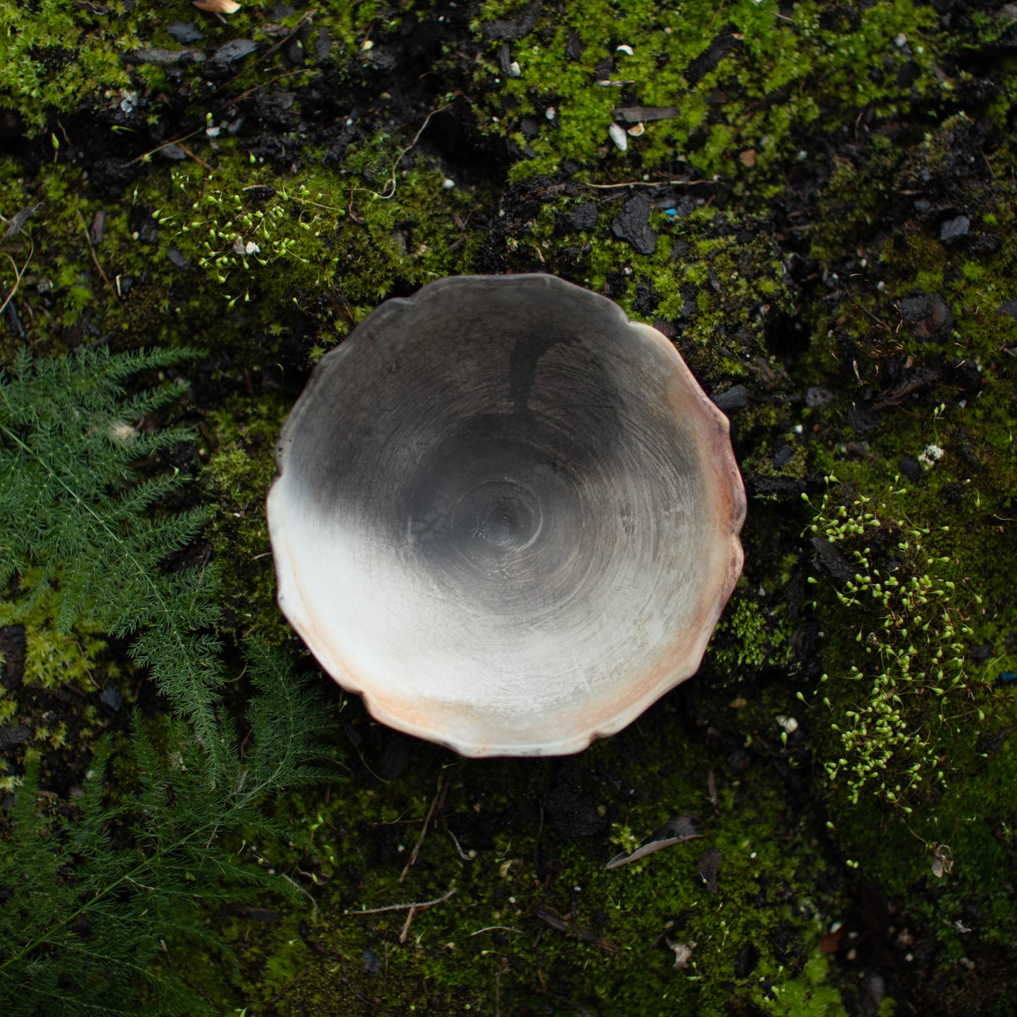 Lotus Dish A