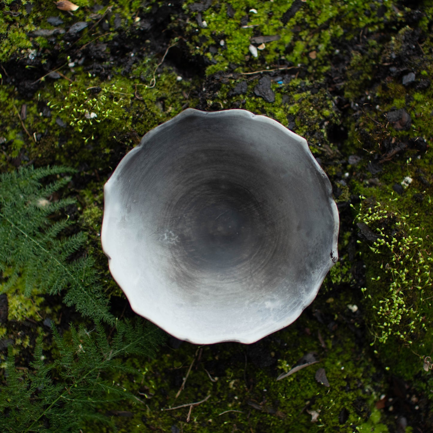 Lotus Dish C