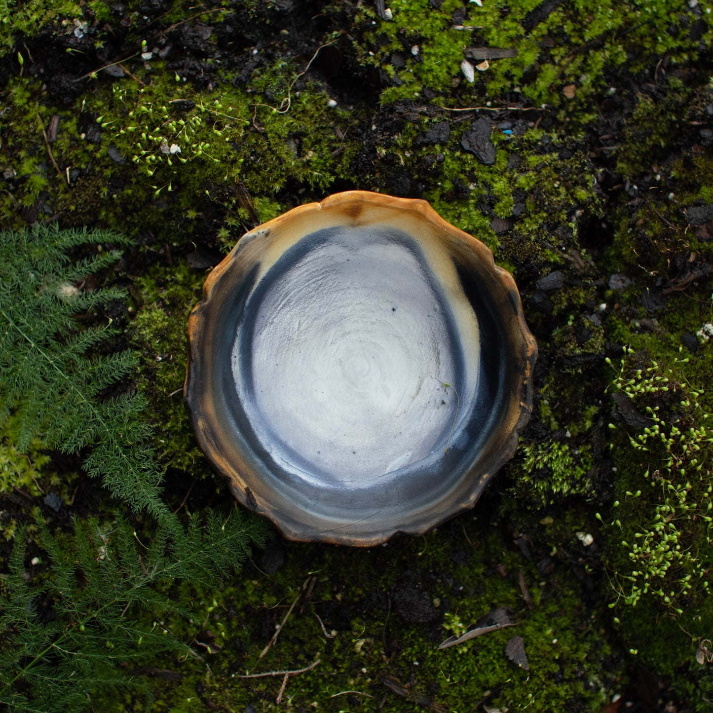 Lotus Dish D