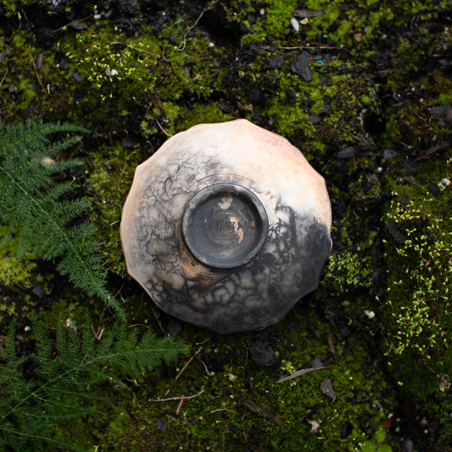 Lotus Dish E