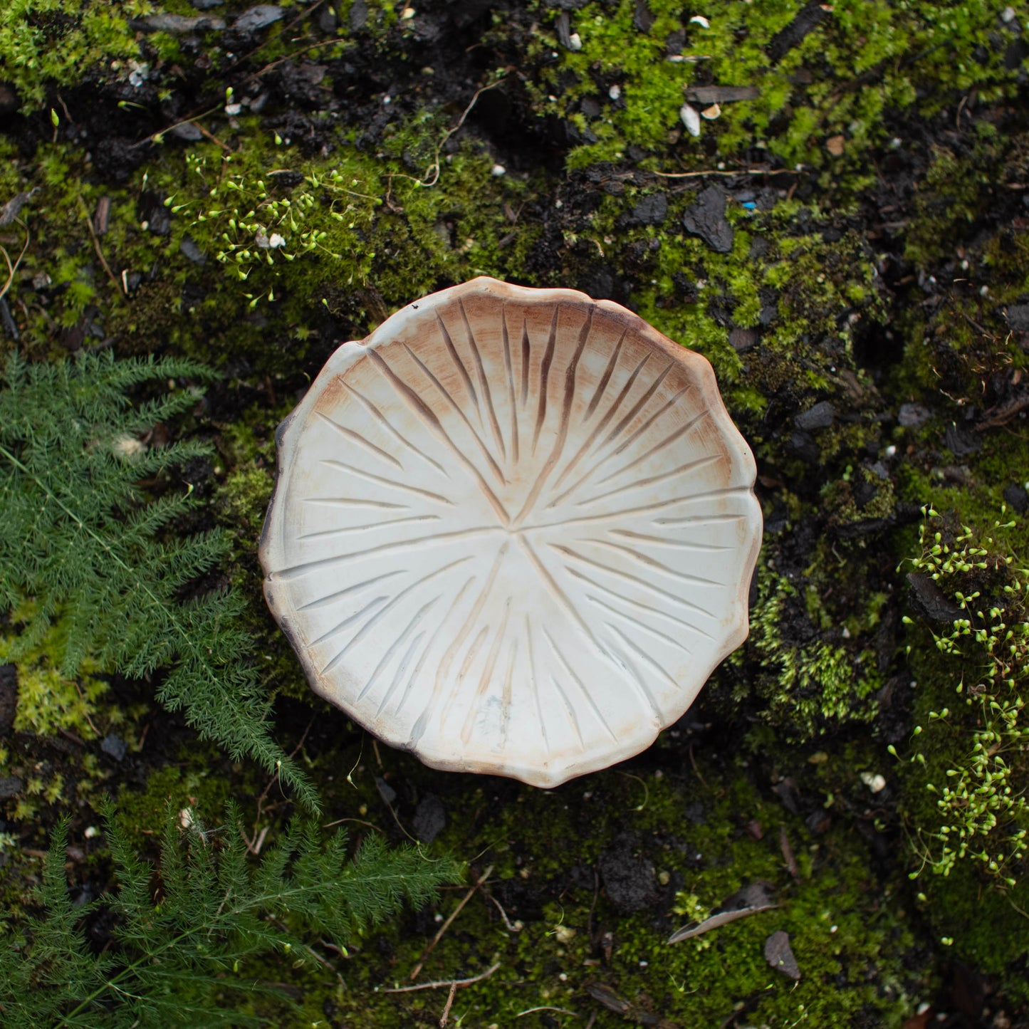 Lotus Dish E