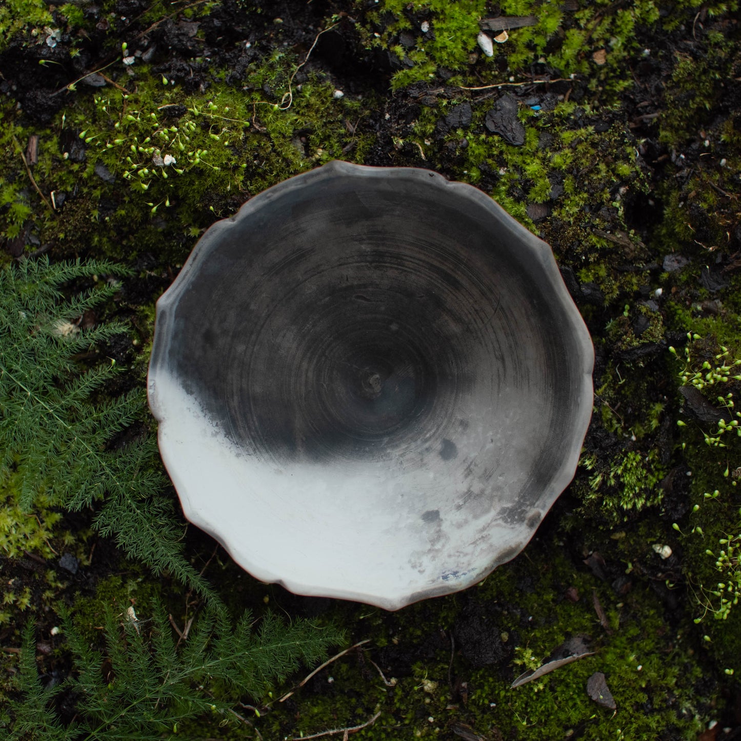 Lotus Dish I